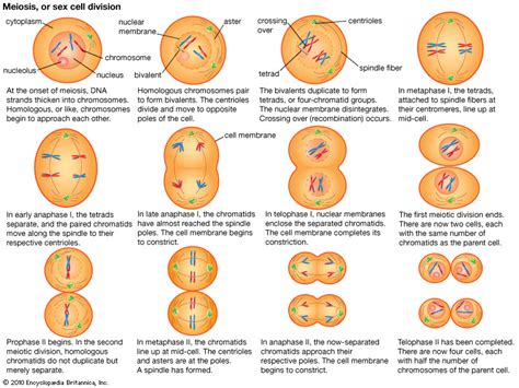 Meiosis - The Making of Gametes Diagram | Quizlet