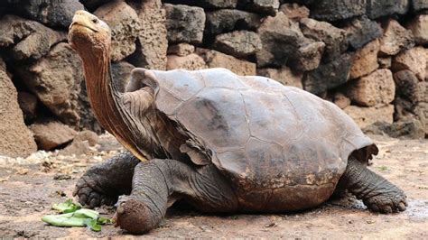 Galapagos giant tortoise has so much sex he retires after saving his ...