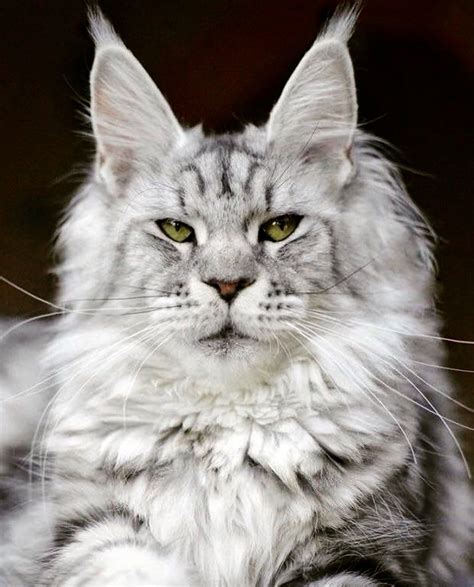 AL "Maine Coon" the American Longhaired Cat breed is one of the oldest ...