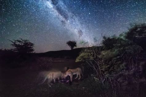 A night safari in the Mara Bushtops Conservancy | Bushtops Camps