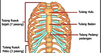 Tulang Rusuk (Kosta dan Tulang Dada (sternum) Sistem Rangka - Biologisites