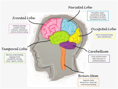 Brain Lobes And Their Functions