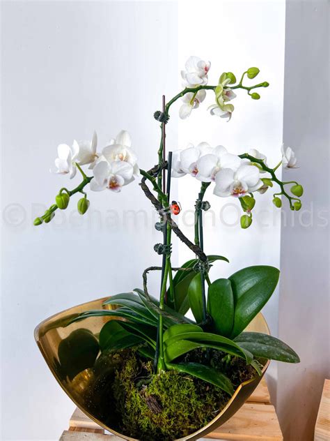 Orchid Gift Sets – Roehampton Orchids