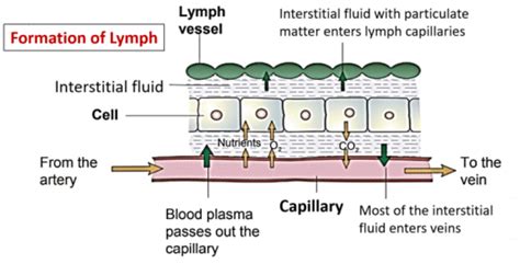 Lymphatic System Components Functions Applied Anatomy Qa