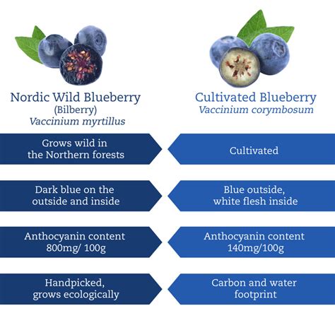 Bilberry Vs Blueberry Health Benefits at michaelealberto blog