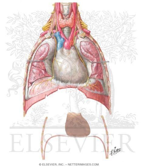 Phrenic Nerve Anatomy - Anatomical Charts & Posters