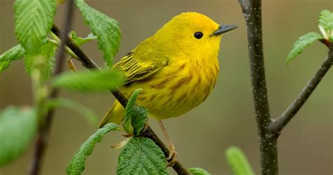 Yellow Warbler Identification, All About Birds, Cornell Lab of Ornithology