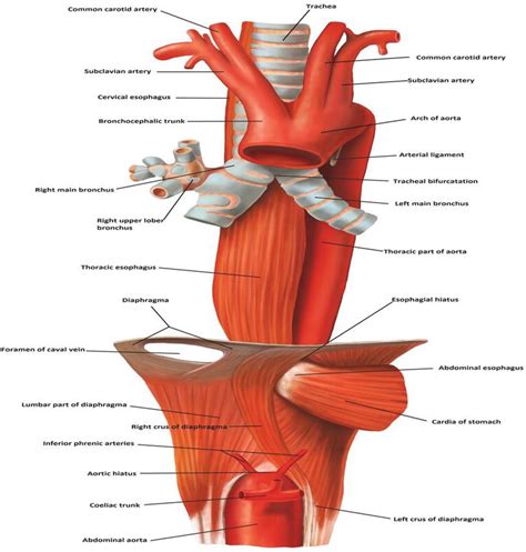 [DIAGRAM] Human Esophagus Diagram - MYDIAGRAM.ONLINE