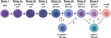 | Stages of NK cell ontogenesis. Schematic representation of the ...