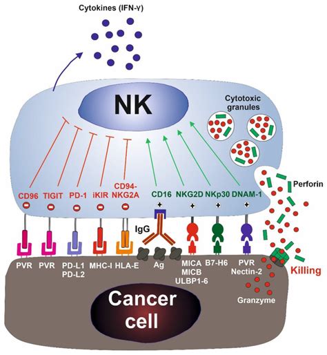 Natural killer (NK) cell activation: The activation of NK cells is ...