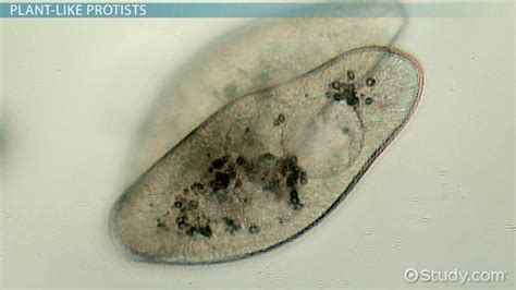 Protist | Characteristics, Structures & Examples - Lesson | Study.com