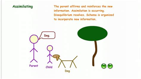 Illustration of Schema, Assimilation, & Accommodation - YouTube