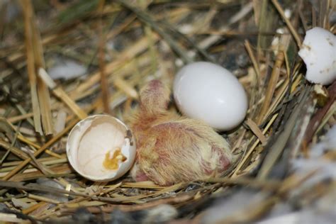 A Pigeon’s Life Cycle Explained - NE Pigeon Supplies