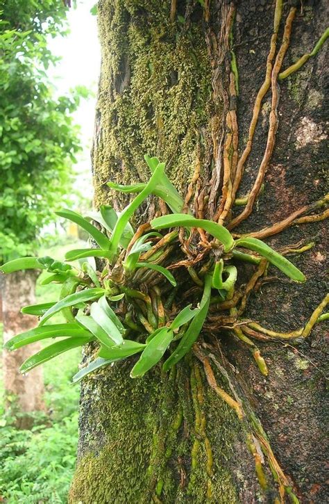 What are Epiphytes?