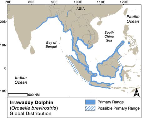 Irrawaddy dolphin