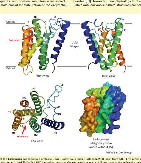 Sampling the membrane: function of rhomboid-family proteins. | Semantic ...