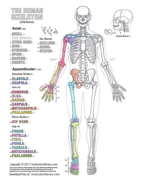 Anatomy And Physiology Diagrams To Label