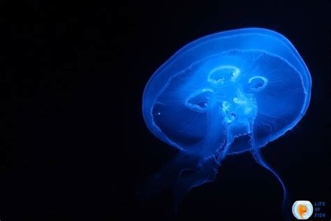 Bioluminescent Jellyfish | 7 Illuminating Facts You Must Know