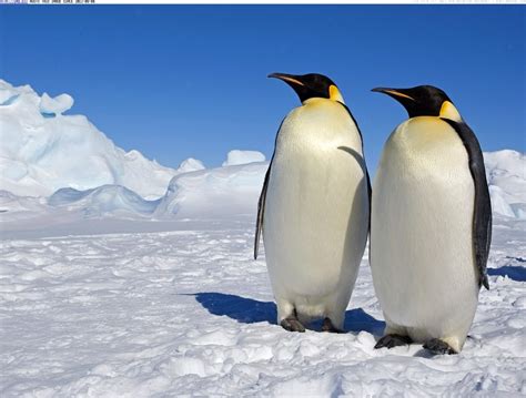 Appearance - Emperor Penguins