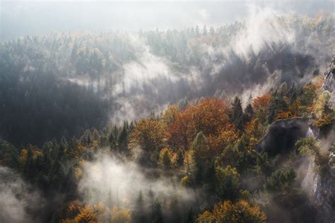 Autumn Forest in Fog and Sunlight | Desktop Wallpaper