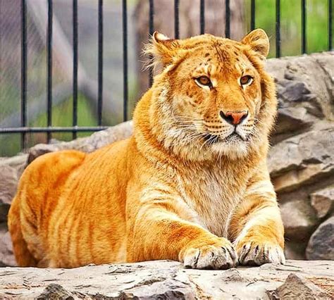 🔥 Liger 🔥 | Bully breeds dogs, Rare cats, Animals beautiful