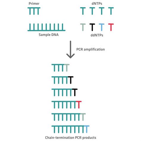 Sanger Sequencing An Overview ScienceDirect Topics, 45% OFF