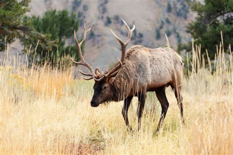 Yellowstone National Park Wildlife | Best Time | Animal Tips