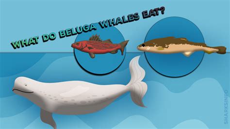 Beluga Whale; Facts, Diet and Habitat Information - sharksinfo.com