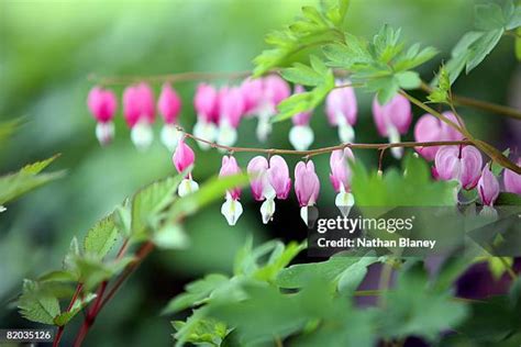 75 Bleeding Heart Flower Arrangement Stock Photos, High-Res Pictures ...