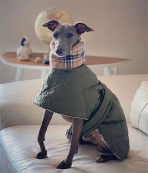 The whippet coats