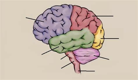 Brain Lobes Diagram Unlabeled