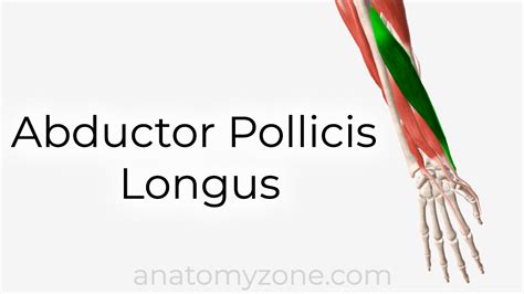 Abductor Pollicis Longus - Origin, Insertion, Action, 3D Model ...