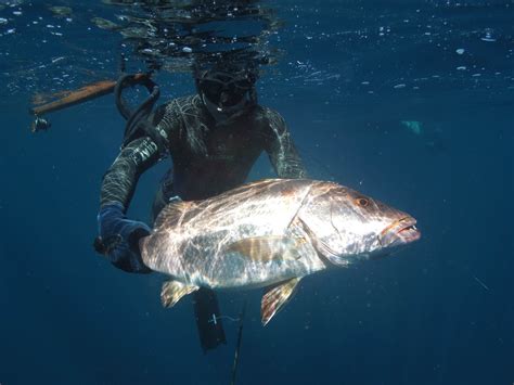 Mid-range and nearshore spearfishing Feb 2013 – Spearfishing Panama