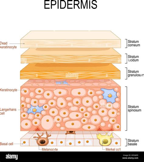 Anatomy Of Epidermis Epidermis Layers Of The Epidermis Skin Structure ...