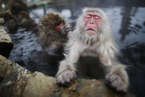 Snow Monkeys Bathe in Hot Springs to Relieve Stress Just Like We Do ...