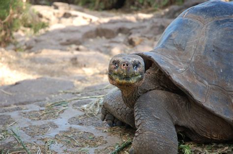 The Galapagos Giant Tortoise - Discovering Galapagos