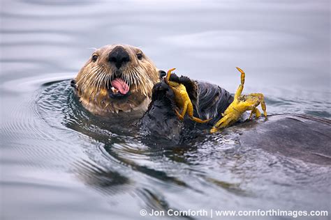 Cute Sea Otters Eating