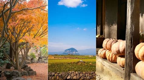 Visiting Jeju Island in Autumn? Don't Miss These 5 Spots!