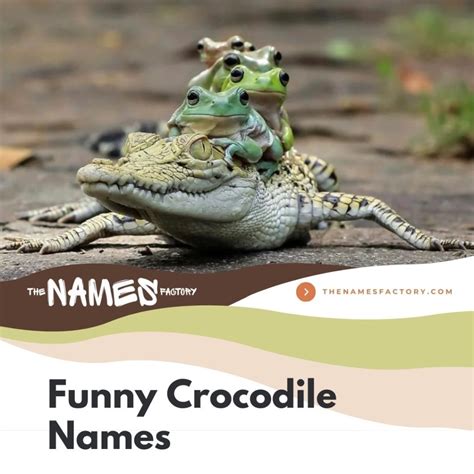 300+ Creative Crocodile Names & Alligator Names