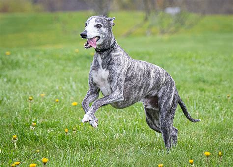 21 Brindle Dog Breeds with Gorgeous Coats - PureWow