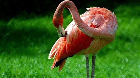 Flamingo Bird | Unp.me