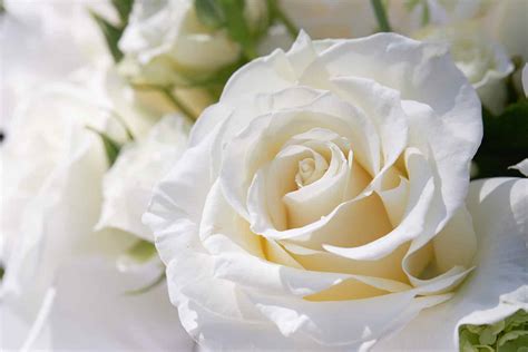 10 Types of Pure White Roses - A-Z Animals