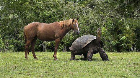 49 Hilarious Giant Tortoise Puns - Punstoppable 🛑