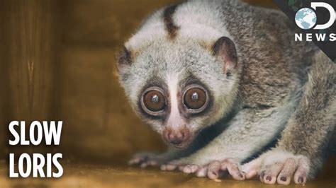 How The Adorable Slow Loris Is Threatened By Selfie Tourism