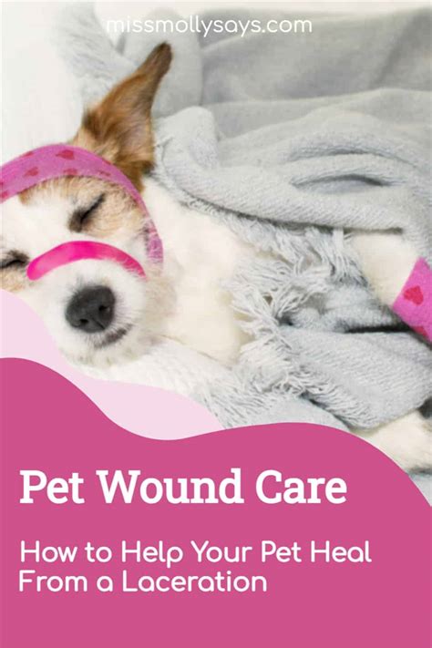 Pet Wound Care: How to Help Your Pet Heal From a Laceration - Miss ...