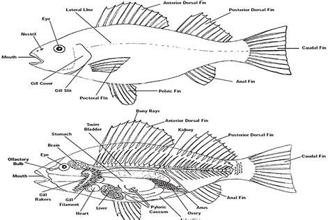 The Anatomy of Fish