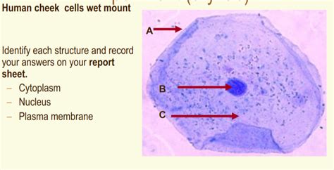 Solved Human cheek cells wet mount Identify each structure | Chegg.com