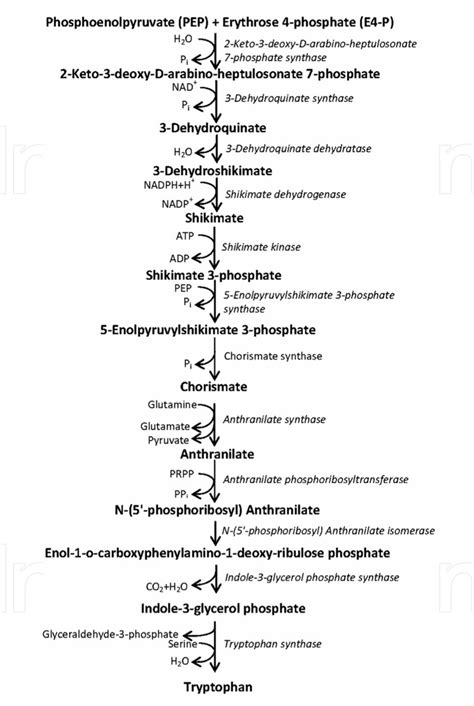 Tryptophan synthesis | Download Scientific Diagram