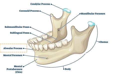 Alveolar Bone – Carson Tahoe Dentistry