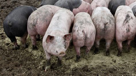 American energy firm looks to power up on pig poo — RT Business